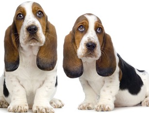 basset hound puppies