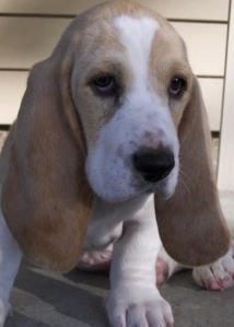 basset hound puppy