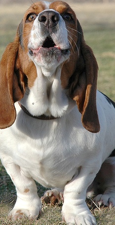 basset puppy