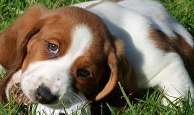 basset hound puppies