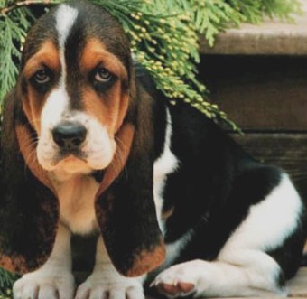 cute basset hound puppies