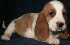 basset hound puppy