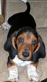 basset hound breed