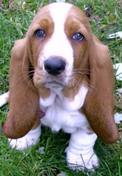 basset hound puppy