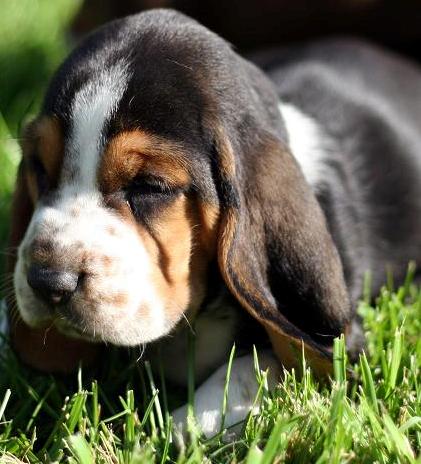 basset hound