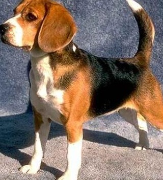 beagle basset hound mix