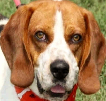beagle basset hound mix picture