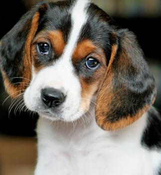 beagle basset hound mix