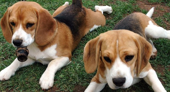 beagle basset hound puppies