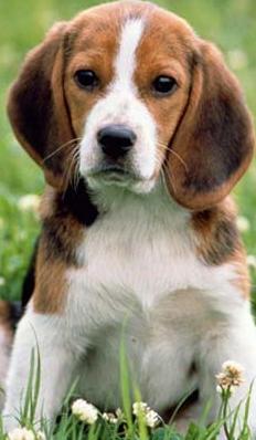 beagle basset hound