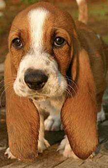 basset mix puppies for sale