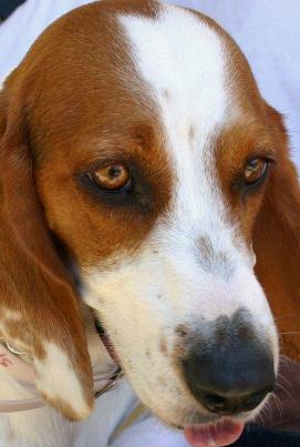 beagle hound mix