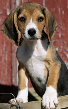 beagle puppy