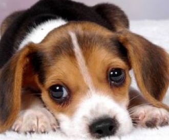 cute beagle basset hound mix