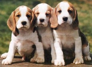 beagle puppies