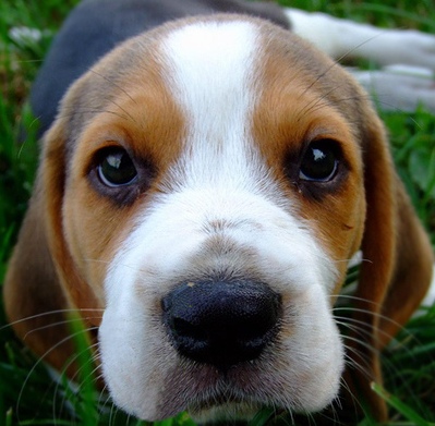 beagle puppies