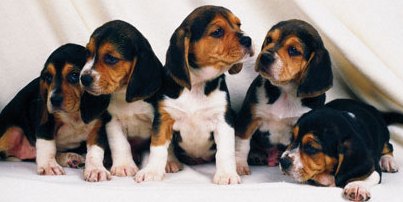 beagle puppies