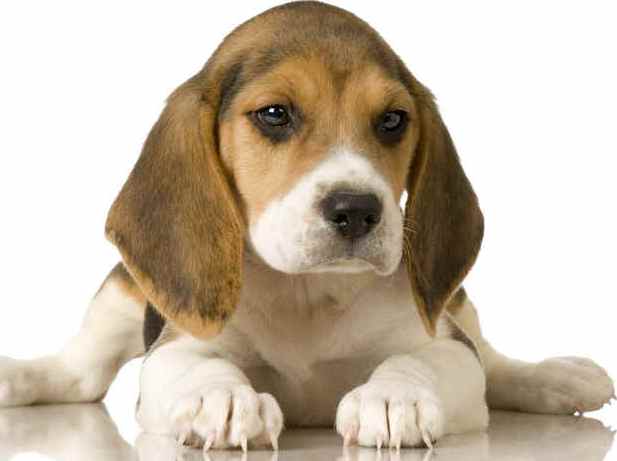 beagle puppy