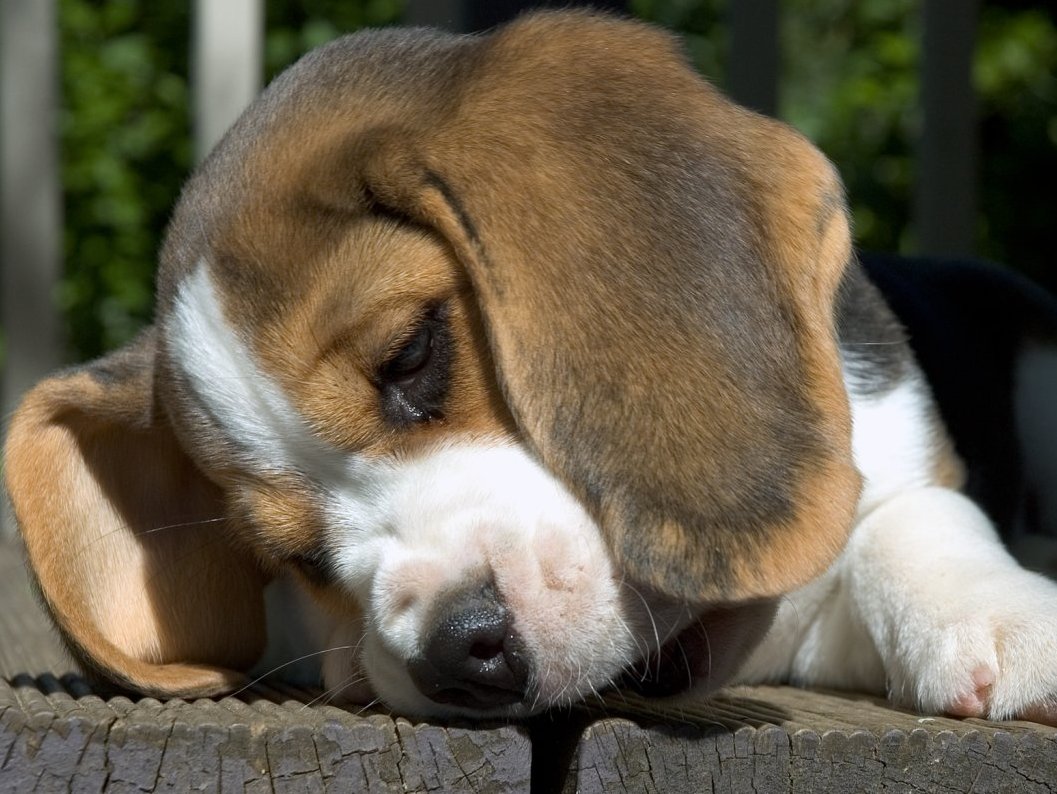 beagle puppy