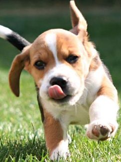 beagle puppy running