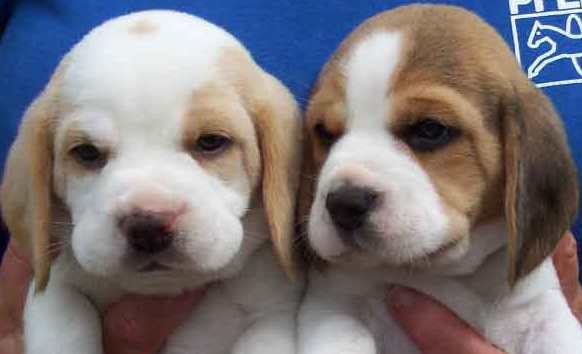 beagle puppies