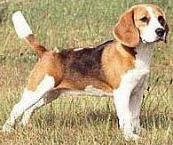 beagle