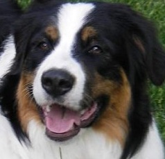 bernese dog