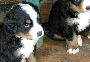 bernese mountain dog puppies