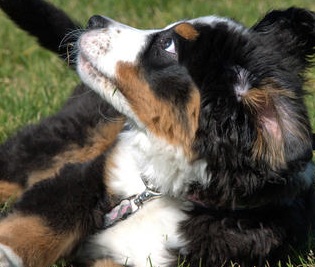 bernese mountain dog