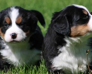 bernese mountain puppies