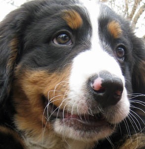 bernese mountain puppy