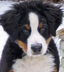 bernese mountain