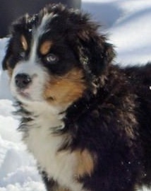 bernese puppy