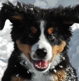 cute bernese puppy