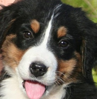 female bernese mountain dog