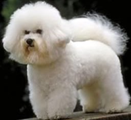 bichon frise for sale