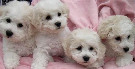 bichon frise puppies