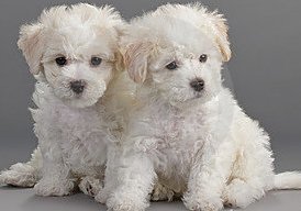 bichon frise puppies