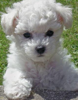 bichon frise puppies