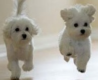 bichon frise puppy