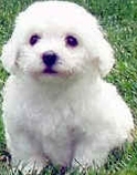 bichon frise puppy