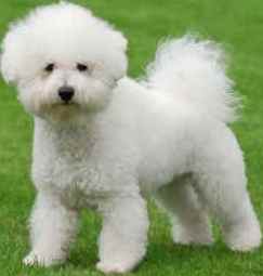 bichon frise