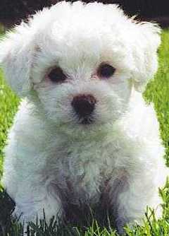 bishon frise for sale