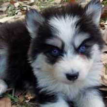 black and white husky breeder