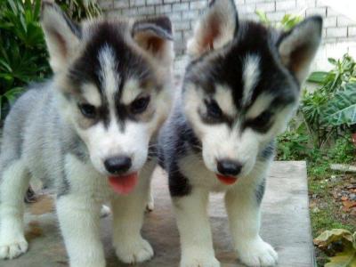 black and white husky puppies