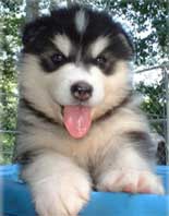 black and white malamute puppy