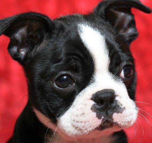 black boston terrier puppy