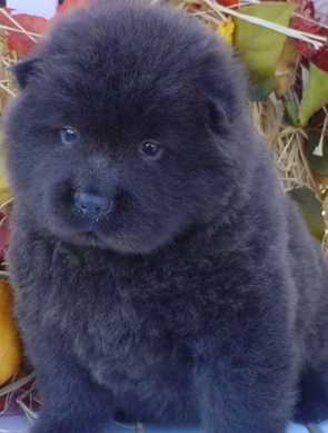 black chow chow puppy