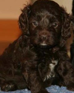 black cockapoo puppy