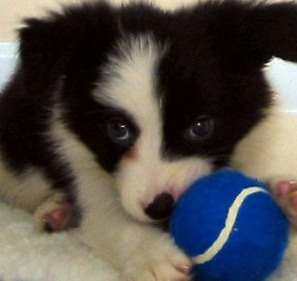 black collie puppy